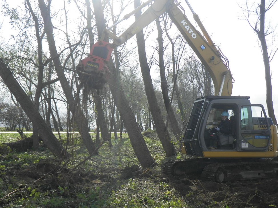 不良木除根作業
